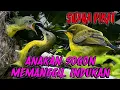 Lagu ‼️ PIKAT ANAKAN SOGON || Anak sogon/sogokontong memanggil indukan nya !!!