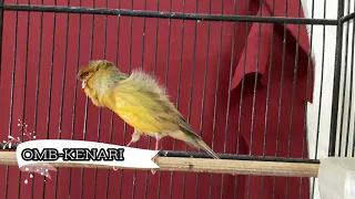 cukup 3 menit kenari apapun pasti jadi gacor dan ngerol panjang jika memang prospek