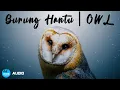 Download Lagu SUARA BURUNG HANTU | OWL sound