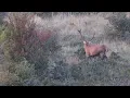 Download Lagu Dva veľké jelene- raritný paroh. Two huge deer - rarity antler. 4 K
