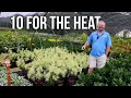 10 Evergreens That Can Take the Heat