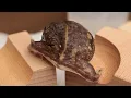 Acrobatic Round Frog