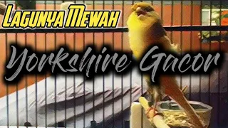 kenari yorkshire gacor cengkok lagu mewah