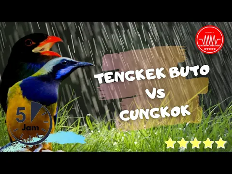 Download MP3 cucak cungkok vs tengkek buto - masteran burung 5 jam