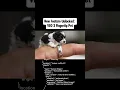 Download Lagu 🐕Created with Google VEO 3 AI Video Generator: Tiny Dog on Fingertip Comes to Life