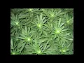 Baby Cham- Many Many