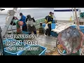 Download Lagu Penangkapan Ikan Pari yang luar biasa oleh Nelayan Jepang