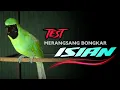 Lagu 🔴TEST‼️MASTERAN CUCAK IJO GACOR MERANGSANG BONGKAR ISIAN