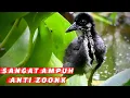 Download Lagu 🔴Ampuh‼️Suara Anak Burung Weris Sintar Ladang dan Sawah//MP3 Pemanggil Burung Sintar Ladang‼️