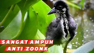  ampuh suara anak burung weris sintar ladang dan sawah mp3 pemanggil burung sintar ladang 