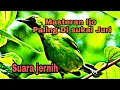 Download Lagu MASTERAN CUCAK IJO PILIHAN PALING DI SUKAI JURI