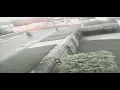 Lil JoJo Footage from Murder Full 20 Mins