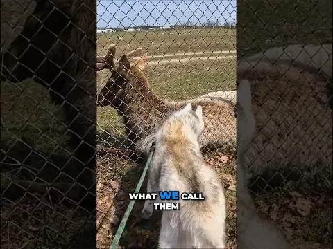 My Old Dog Got to Meet an ELK!
