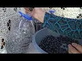 5 Litrelik Damacanada Siyah Zeytin Nasıl Kurulur ve Tatlandırılır ? Tüm Detaylarıyla