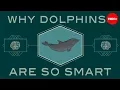 How smart are dolphins - Lori Marino