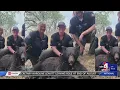 Black bear safely tranquilized for relocation after being spotted in Provo neighborhoods