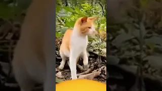      گربه در برابر مار دندنها