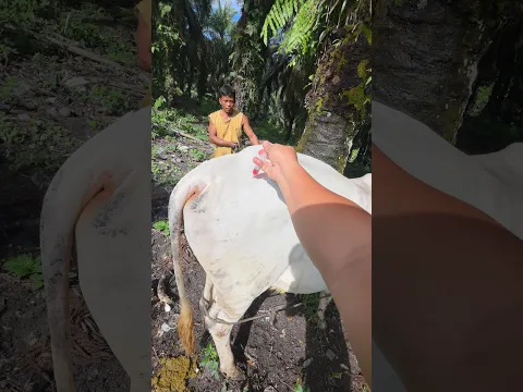 penyuntikan vitamin pada sapi pejantan #cow #animals #shorts