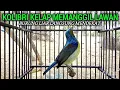 Lagu suara pancingan kolibri kelapa | manggar | pancingan burung bahan | burung di lama liar pasti ampuh