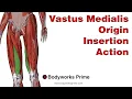 Vastus Medialis Anatomy Origin Insertion Action