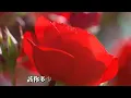 Rose life 玫瑰人生 - 許景淳