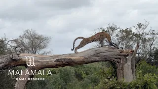 BIG CATS annoyed by little creatures