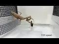 Download Lagu Praying mantis attacks bombardier beetle, gets bombed.