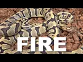 Featured Morph Fire With King Austin