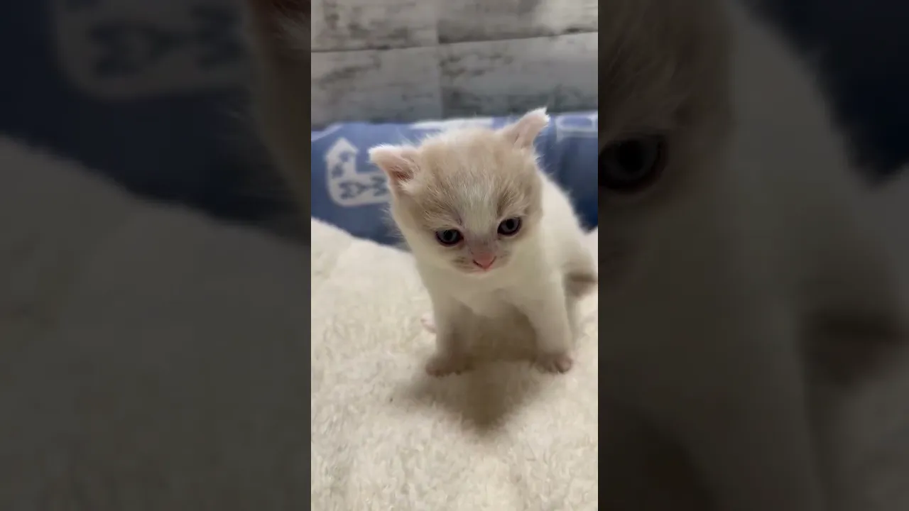 動画