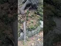 Download Lagu Big Tree growing around Big Rock.