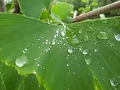 Overture `Name Day` (Zur Namensfeier) in C major (1814) op.115 - Ludwig van Beethoven