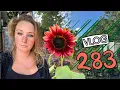 Download Lagu Sowing Seed in September, autumn crops. Ep 283 || Plot 37