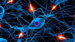 What are stem cells used for