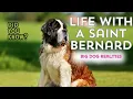 Living Large The Truth About Owning A Saint Bernard