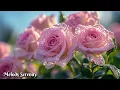 Download Lagu Музыка для спокойного утра 🌺 Мелодии, пробуждающие сердце нежным светом и дыханием🌿Сергей Грищука