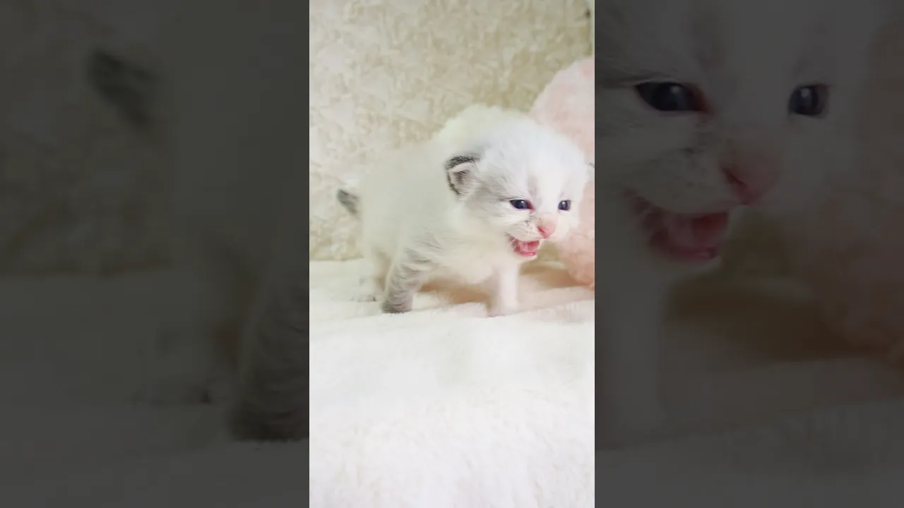 動画