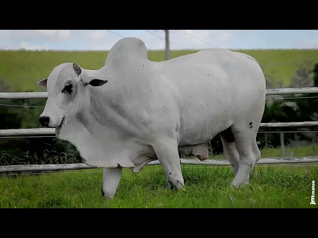 Touro Nelore SGN - 2367