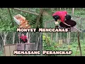 Download Lagu Kecuh Monyet Masuk Dalam Rumah/ Pasang Perangkap Monyet/Monyet Mengganas Lagi/My Daily Vlog