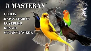 kompilasi masteran cililin kapas tembak loveberd kenari cucak cungkok cocok untuk murai batu
