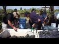 The first phase of our debut wine