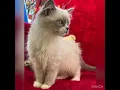 Ragdoll kitten for sale toothpaste