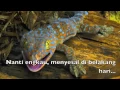 Download Lagu LAGU TEKEK - Mirae TEKEK EDITION