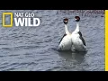 Download Lagu These Birds Have a Sexy but Bizarre Dance Routine | Nat Geo Wild