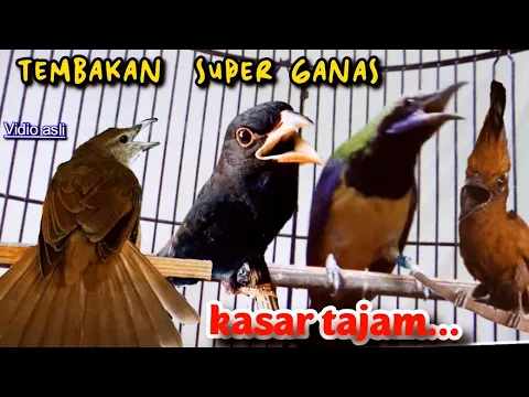 Download MP3 TEMBAKAN SUPER GANAS || KASAR TAJAM || cucak cungkok vs tengkek vs cililin vs kapas tembak 5jam