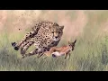 How fast can a gazelle run What is a gazelle What does a gazelle look like