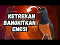 Download Lagu PUTAR 2 menit LANGSUNG nyaut ! KETREKAN MURAI BATU GACOR AMPUH BIKIN MURAI BATU LANGSUNG IKUT BUNYI