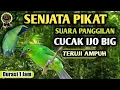 Download Lagu Ampuh untuk pikat cucak hijau di alam liar || suara cucak ijo memanggil lawan