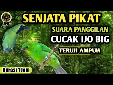 Download MP3 Ampuh untuk pikat cucak hijau di alam liar || suara cucak ijo memanggil lawan