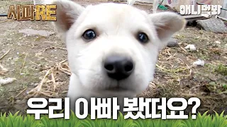 [사파RE] 🚨카사노바 상동이 또 사고침🚨 윗마을에 또 꼬물이들이?!💥(🐶x13) #동물농장 #animalfarm