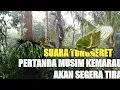 Lagu SUARA TONGGERET DAN HUJAN DI PEDESAAN || CENGGERETNONG